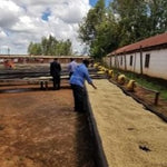 Kenyan Coffee Drying Beds