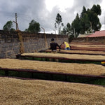 Kenyan Coffee Drying Beds