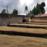 Kenyan Coffee Drying Beds